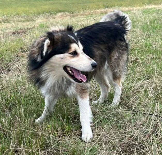 Zaginął pies Dżeki dolnośląskie