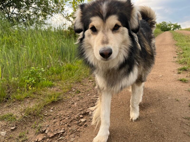 Zaginął pies Dżeki dolnośląskie