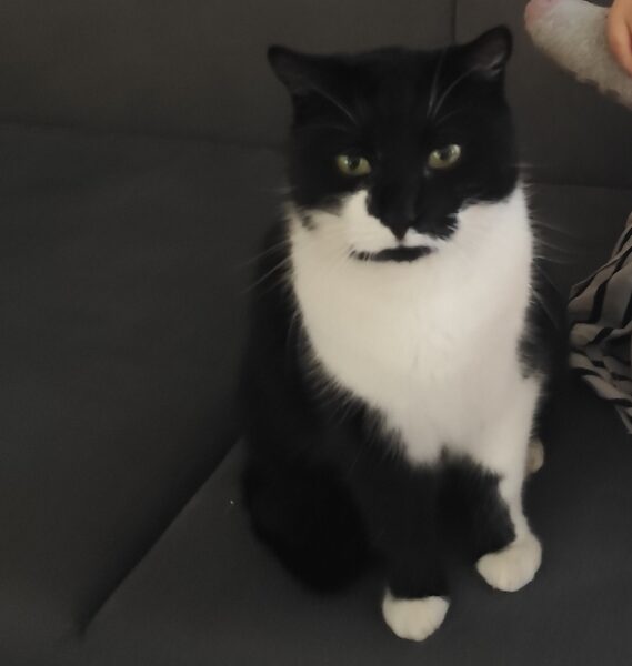 Zaginął kotek Kleksik