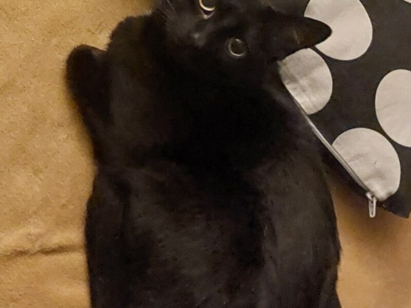 Proszę o pomoc! Zaginęła kotka Puma