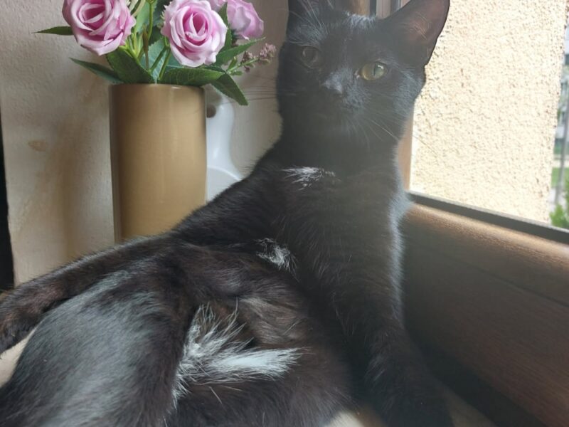 Proszę o pomoc! Zaginęła kotka Puma