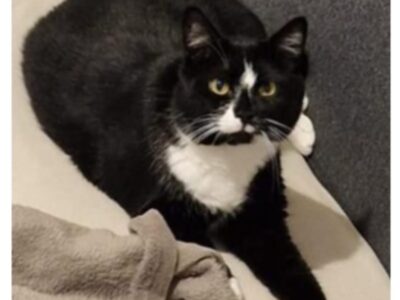 ZAGINĄŁ KOT OZZY! TYCHY os.H