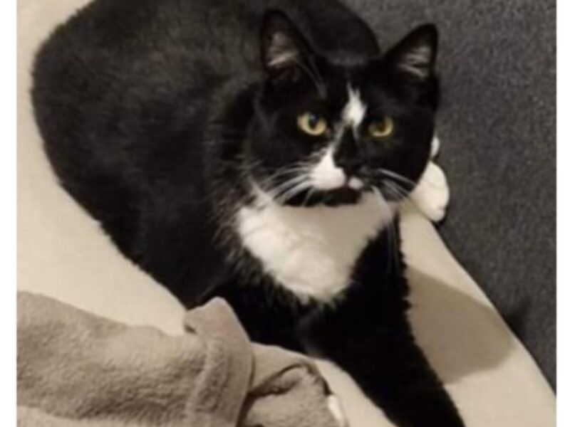 ZAGINĄŁ KOT OZZY! TYCHY os.H