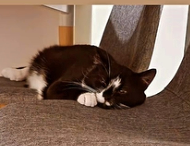 ZAGINĄŁ KOT OZZY! TYCHY os.H