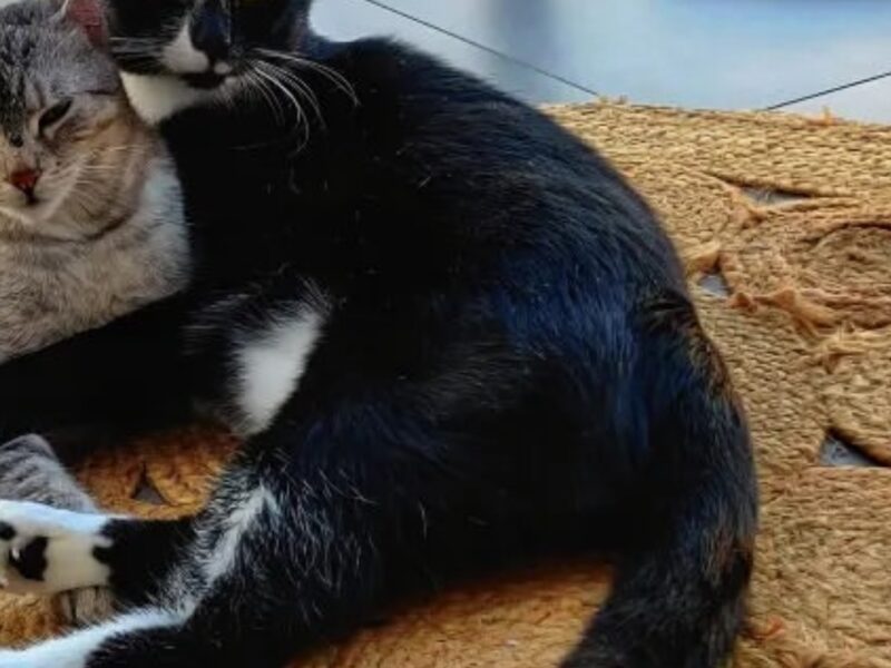 ZAGINĄŁ KOT OZZY! TYCHY os.H