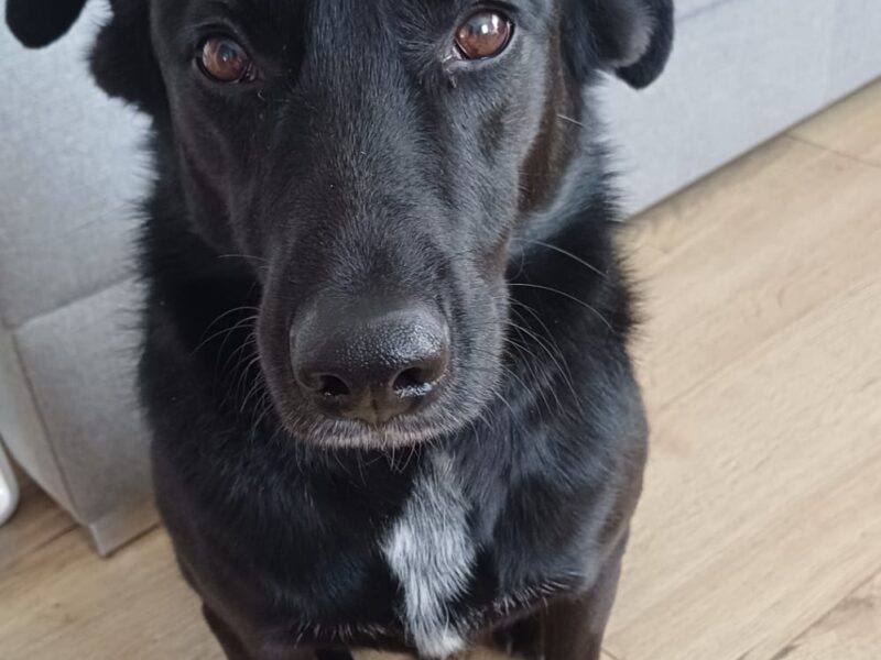 Zaginęła sunia Blanka