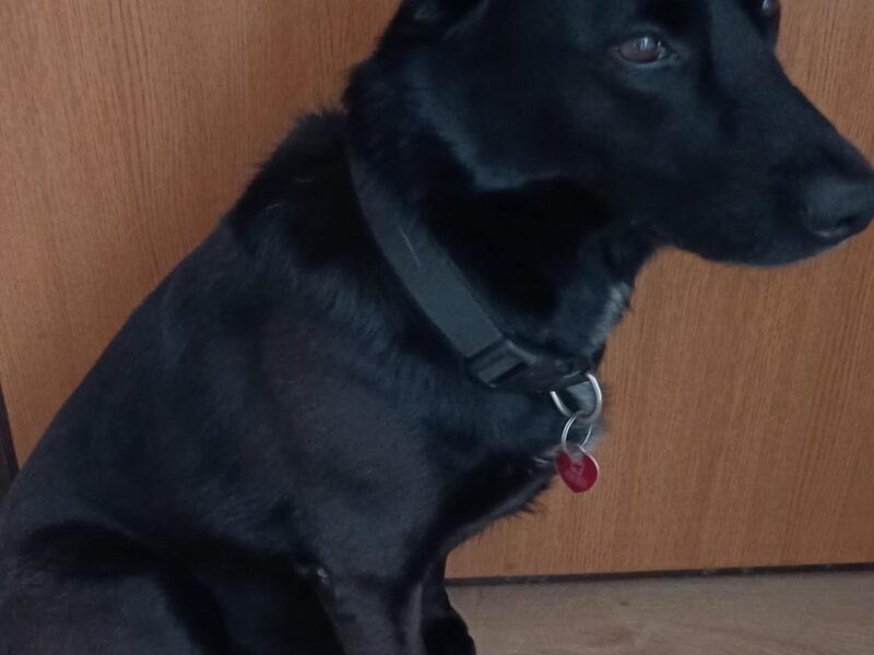 Zaginęła sunia Blanka