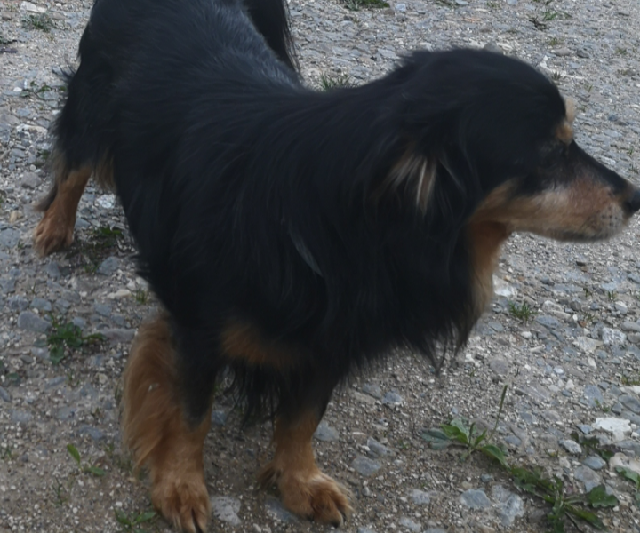 Zaginął piesek Tobi