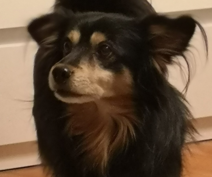 Zaginął piesek Tobi