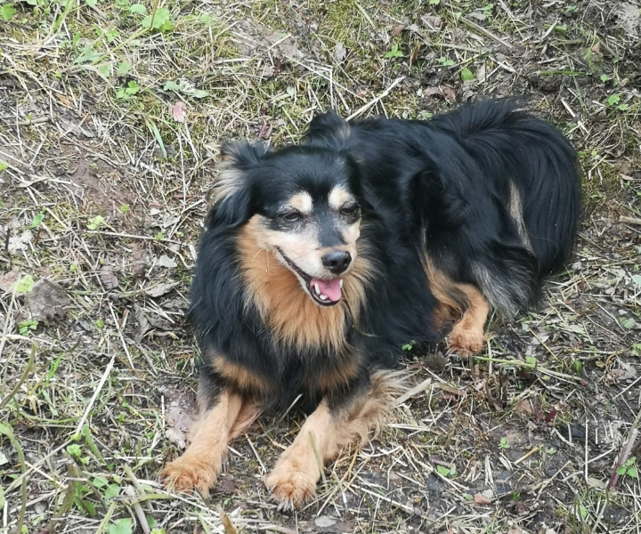 Zaginął piesek Tobi