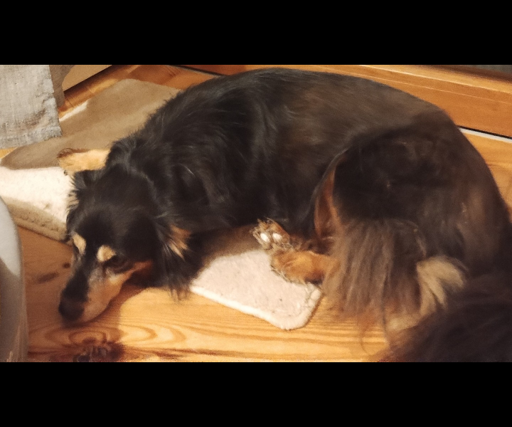 Zaginął piesek Tobi