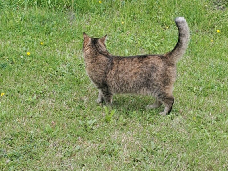 Zaginęła kotka Misia