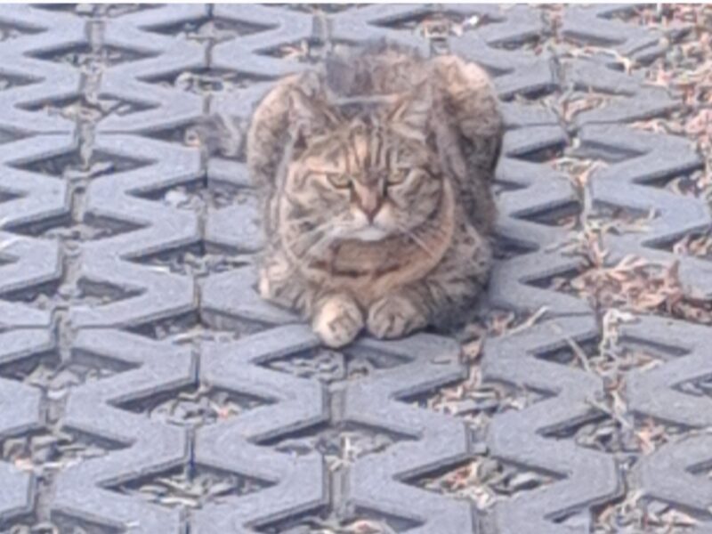 Zaginęła kotka Misia