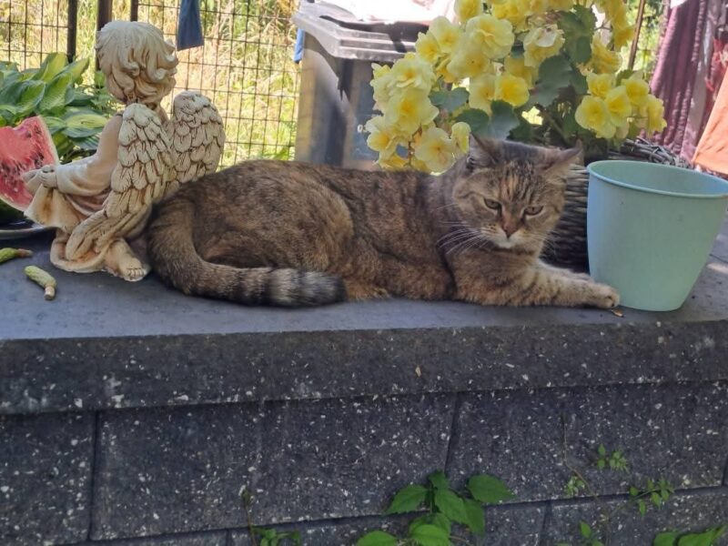 Zaginęła kotka Misia