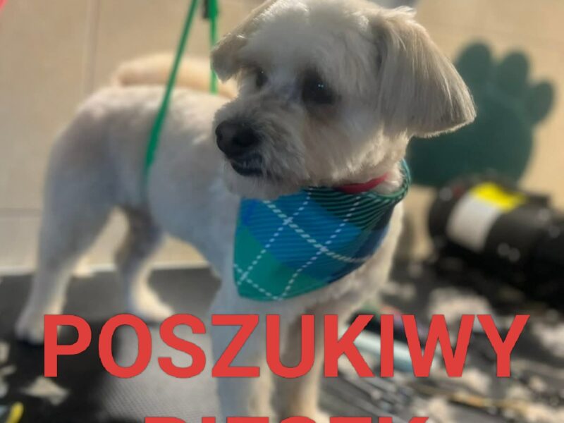 Zaginął Piesek Czaki