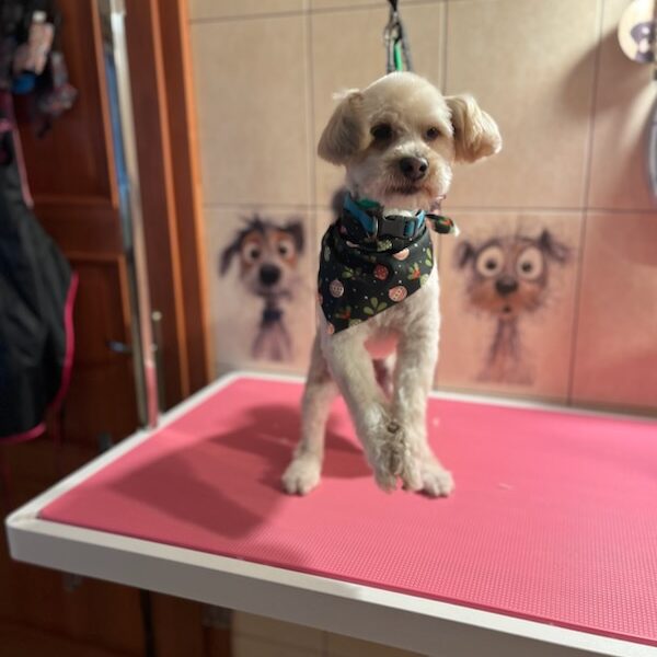 Zaginął Piesek Czaki