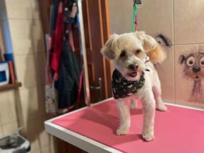 Zaginął Piesek Czaki