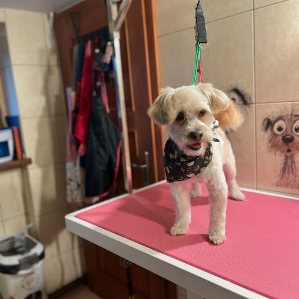 Zaginął Piesek Czaki