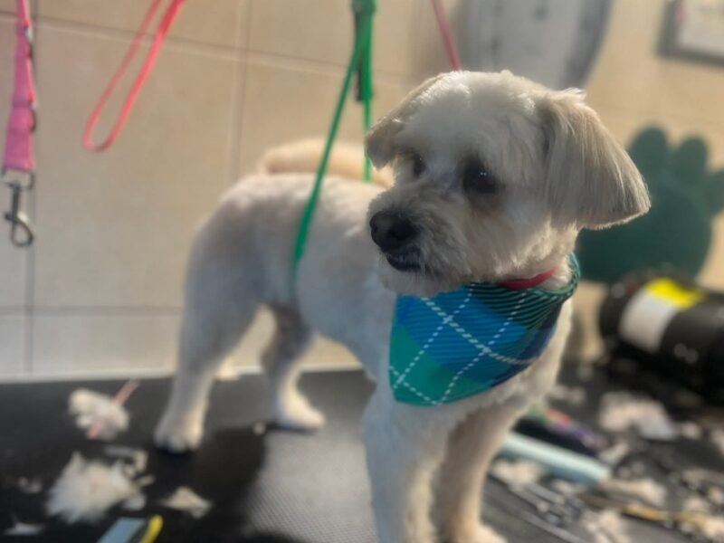 Zaginął Piesek Czaki