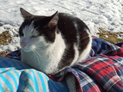 Nadal poszukiwany Zaginął kot Junior