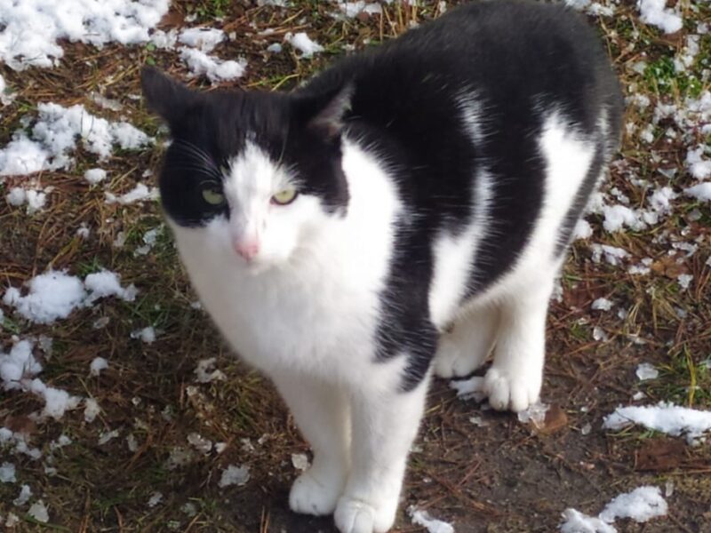 Nadal poszukiwany Zaginął kot Junior