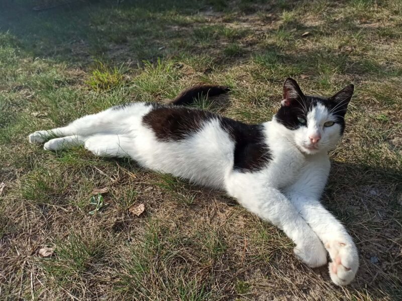 Nadal poszukiwany Zaginął kot Junior