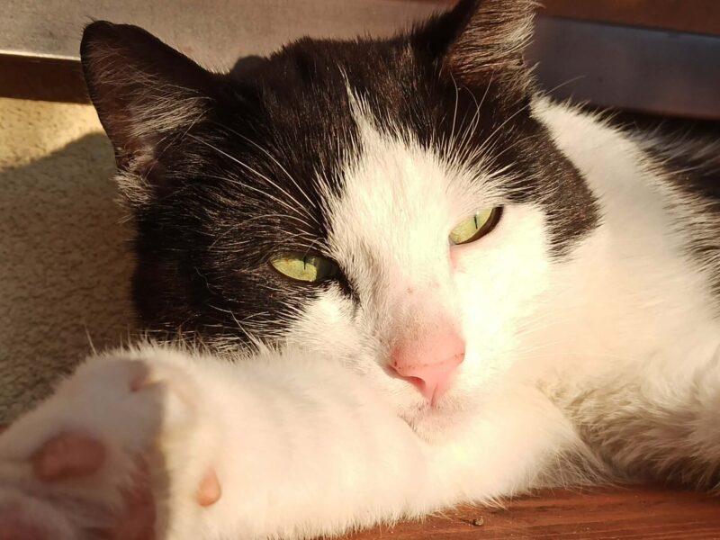 Nadal poszukiwany Zaginął kot Junior