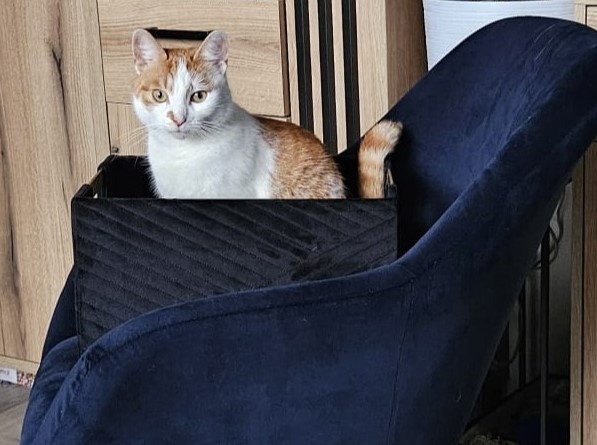 Zaginął kot Teodor