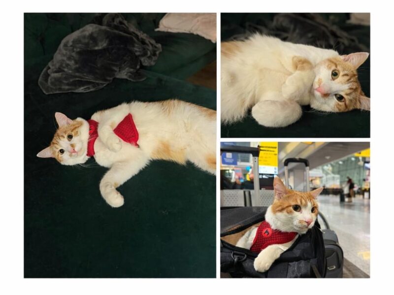 Zaginął rudo biały kotek Koszalin