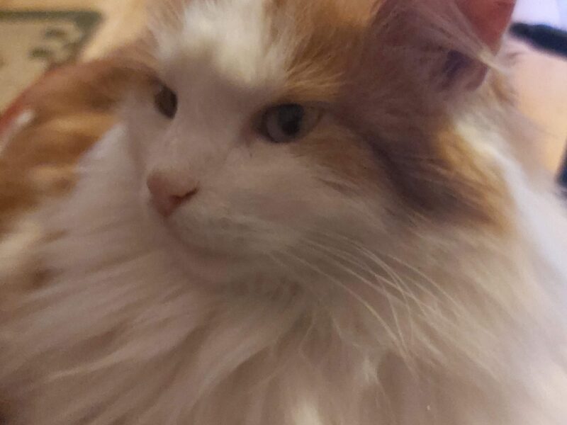 Zaginął kot Puszek