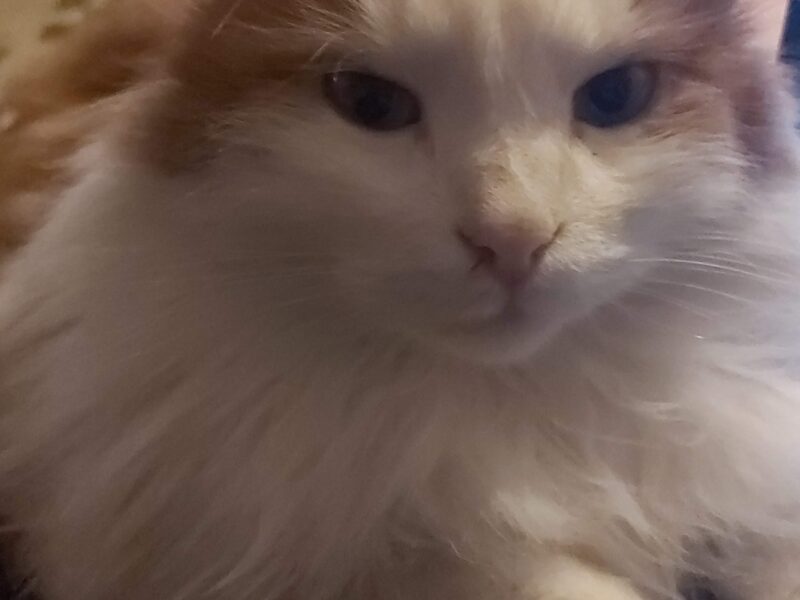 Zaginął kot Puszek