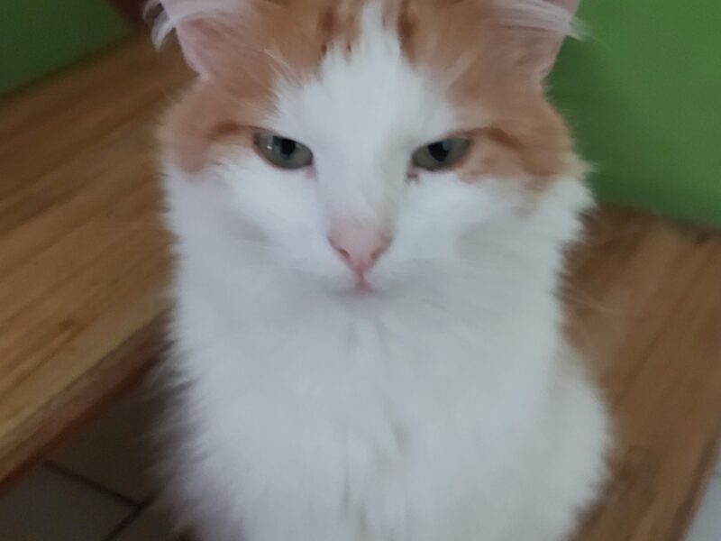 Zaginął kot Puszek