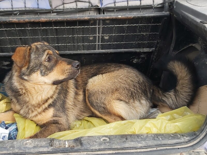 Zaginął pies Gruby