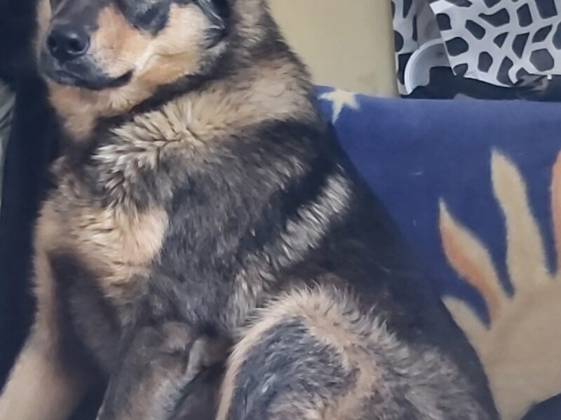 Zaginął pies Gruby