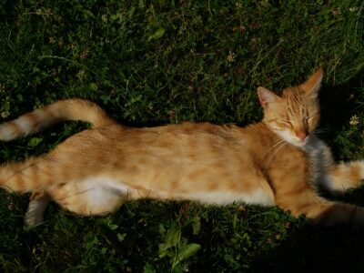 Zaginął rudy kot Borys Bytom - Karb