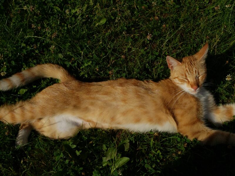 Zaginął rudy kot Borys Bytom - Karb