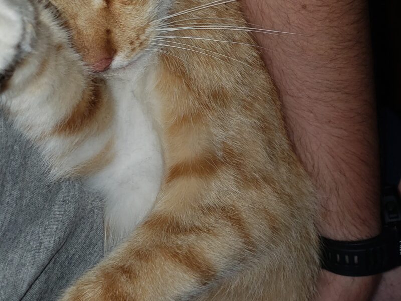 Zaginął rudy kot Borys Bytom - Karb