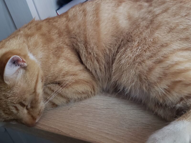 Zaginął rudy kot Borys Bytom - Karb