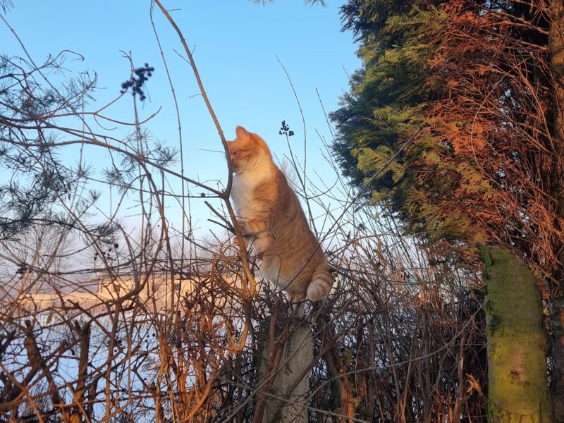 Zaginął rudy kot Borys Bytom - Karb