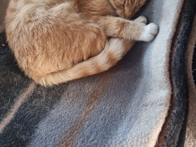 Zaginął rudy kot Borys Bytom - Karb