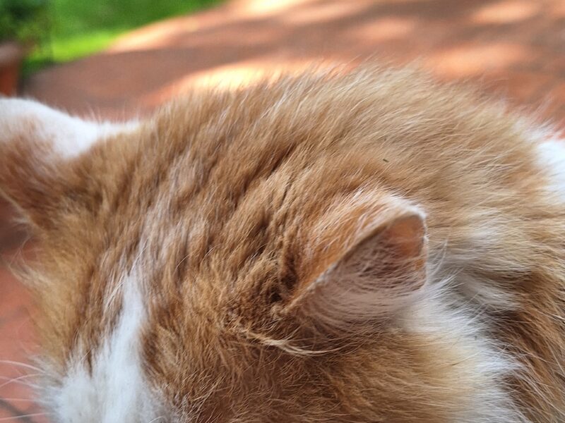 Zaginął kot Puszek