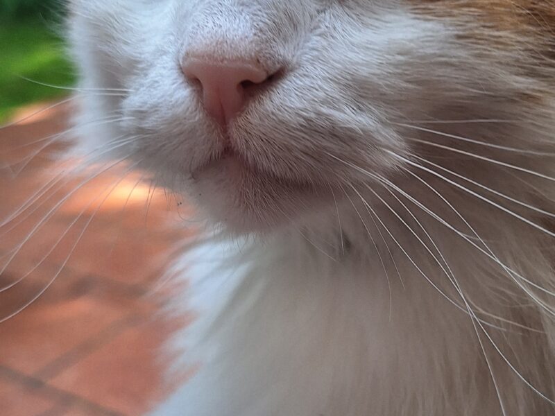 Zaginął kot Puszek