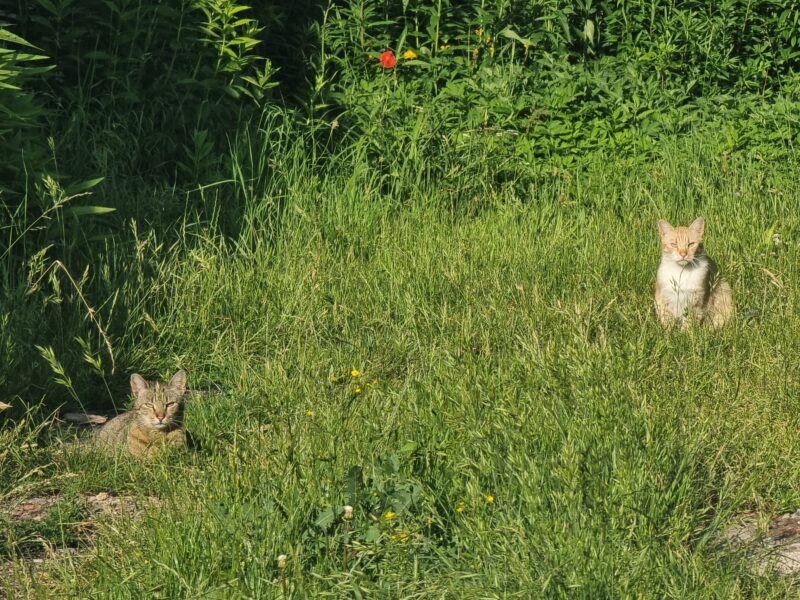 Zaginął rudy kot Borys Bytom - Karb