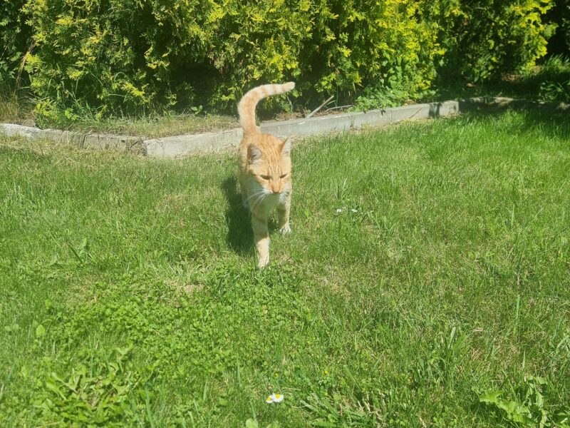 Zaginął rudy kot Borys Bytom - Karb