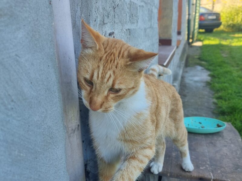 Zaginął rudy kot Borys Bytom - Karb