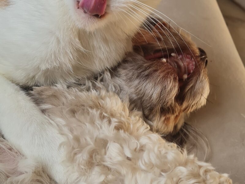 Zaginął kot Teodor