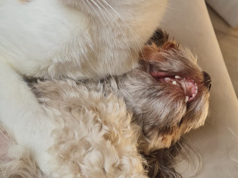 Zaginął kot Teodor