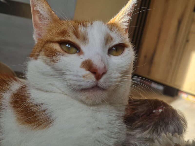 Zaginął kot Teodor