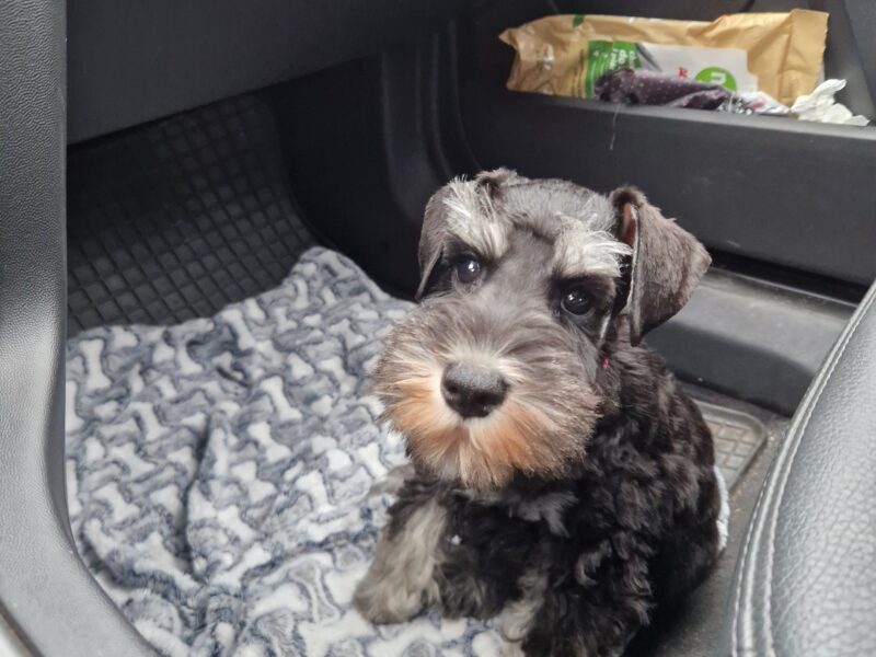 Zaginął szczeniak Theo