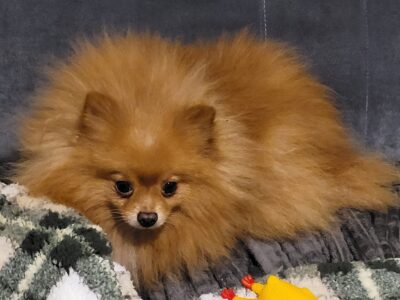 Zaginął Szpic Miniaturowy